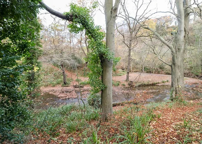 Violet * Saltburn-by-the-Sea