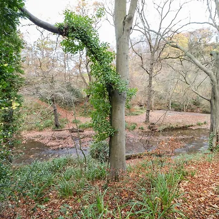 Violet * Saltburn-by-the-Sea
